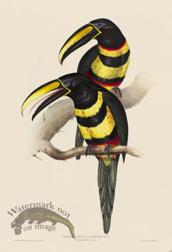 Many-banded Aracari